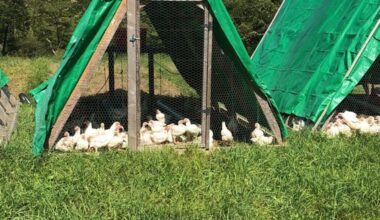 Pennsylvania bird flu outbreak sparks concerns for poultry industry