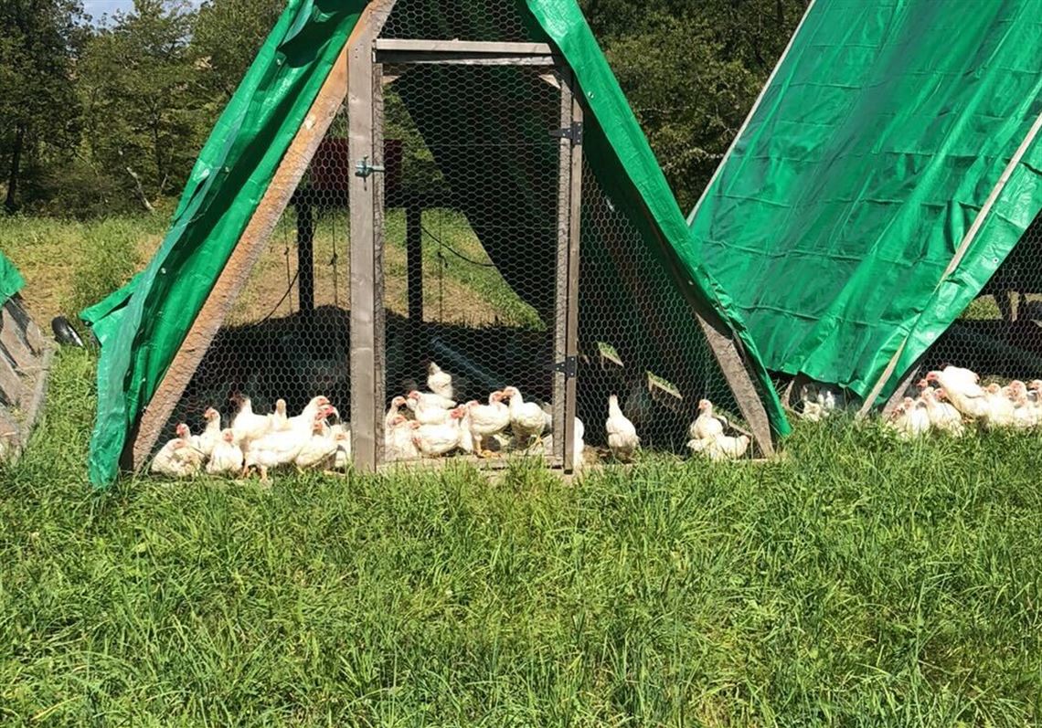 Pennsylvania bird flu outbreak sparks concerns for poultry industry