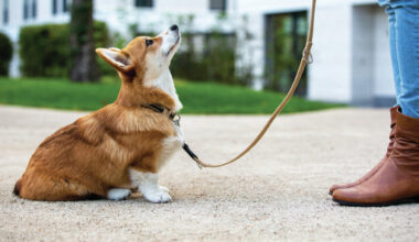 Luzerne County urges purchase of dog licenses, schedules licensing events with state lawmakers