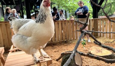 Philly Zoo's Chick Pea the chicken to predict Sunday’s winner