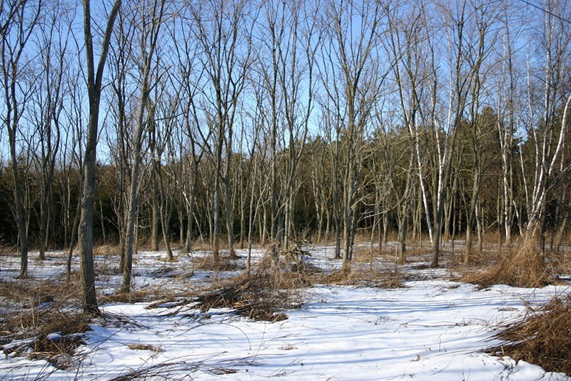 A view of a snow-covered forest with bare trees.