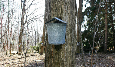 February in Northeastern Pennsylvania: A Quiet Landscape, Loud with Love