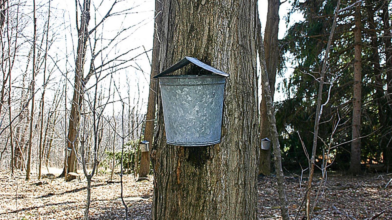 February in Northeastern Pennsylvania: A Quiet Landscape, Loud with Love