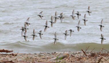 A group of dunlins fly along the Lake Erie shore.