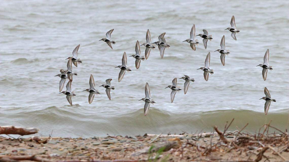 A group of dunlins fly along the Lake Erie shore.