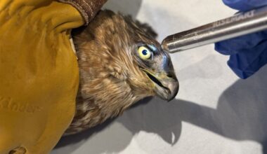 Heavy snow and extended cold spell proves deadly for birds, bats and other wildlife in southwestern Pa.