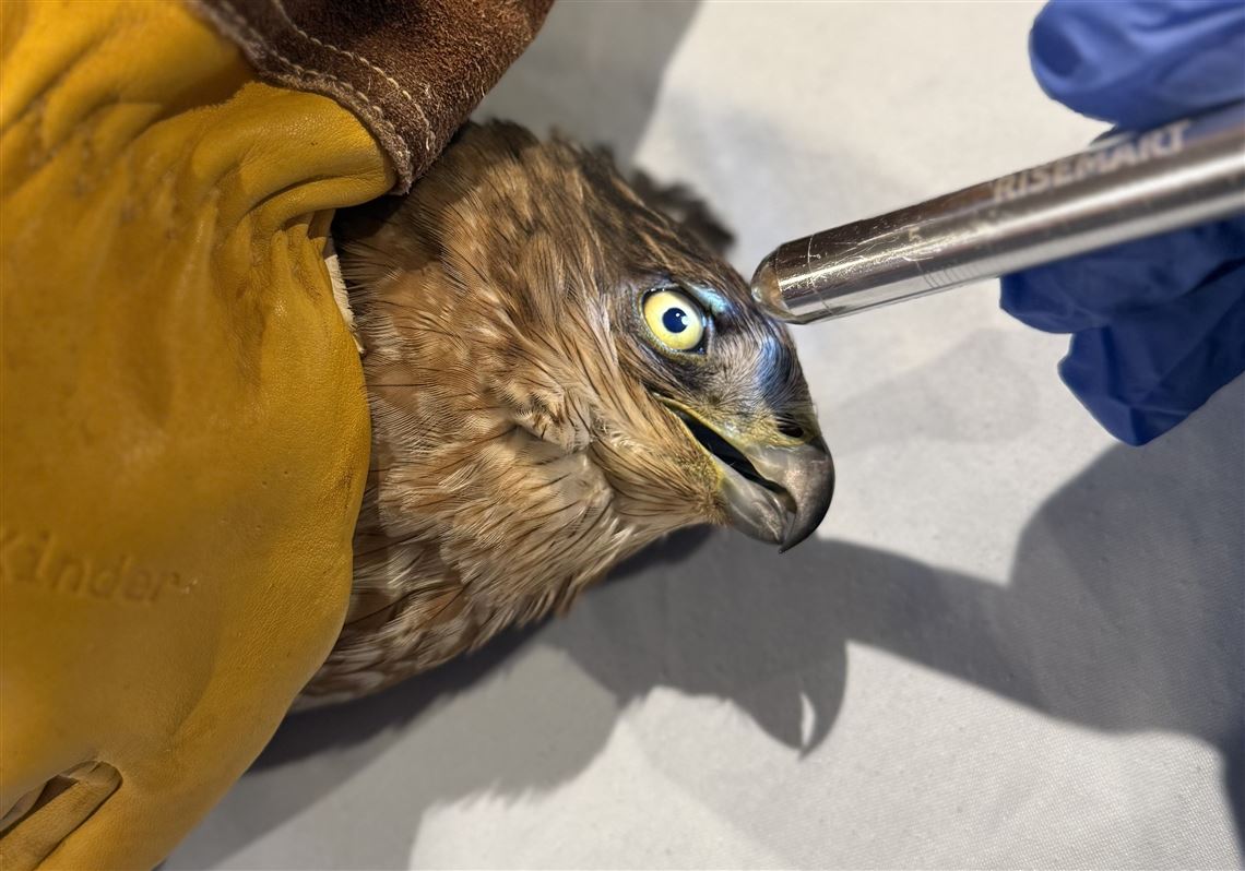 Heavy snow and extended cold spell proves deadly for birds, bats and other wildlife in southwestern Pa.