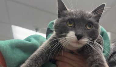 Nursing cat dumped at vet sparks search for kittens – NBC10 Philadelphia