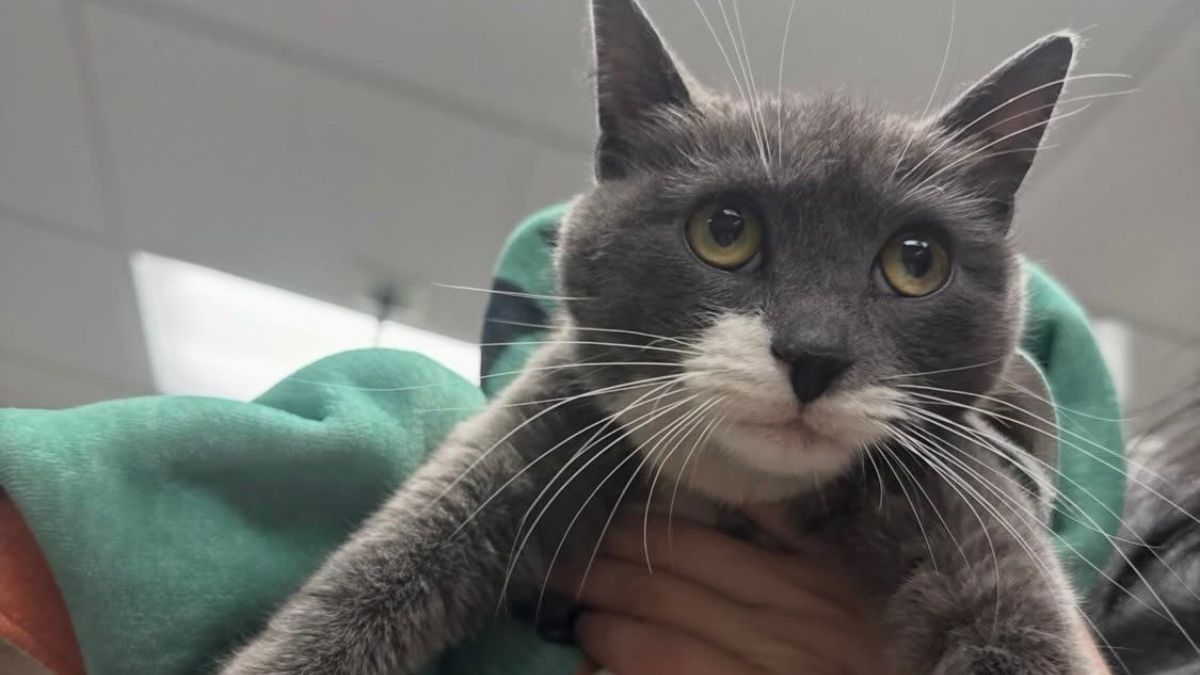 Nursing cat dumped at vet sparks search for kittens – NBC10 Philadelphia