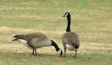 Bird flu possibly behind over 1,000 geese dying in NJ – NBC10 Philadelphia