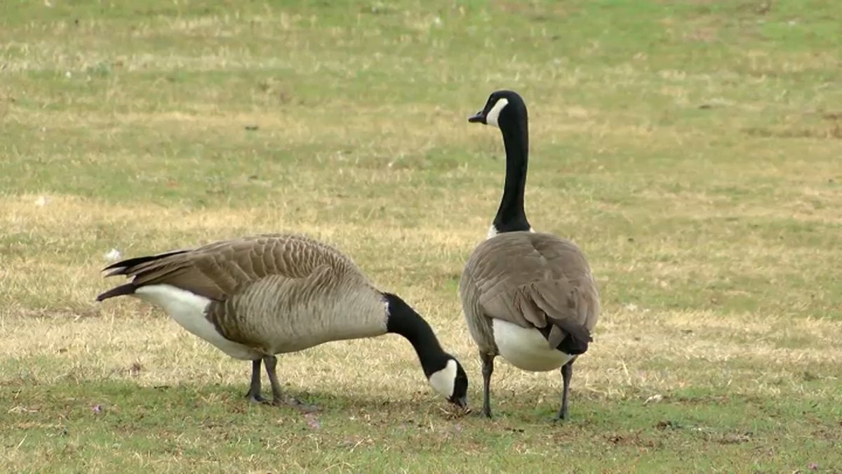 Bird flu possibly behind over 1,000 geese dying in NJ – NBC10 Philadelphia