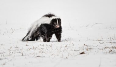 Rabid skunk attacks two dogs outside New Jersey home – NBC10 Philadelphia