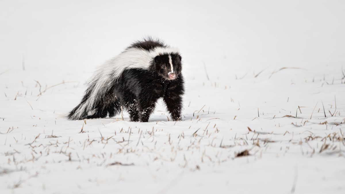 Rabid skunk attacks two dogs outside New Jersey home – NBC10 Philadelphia
