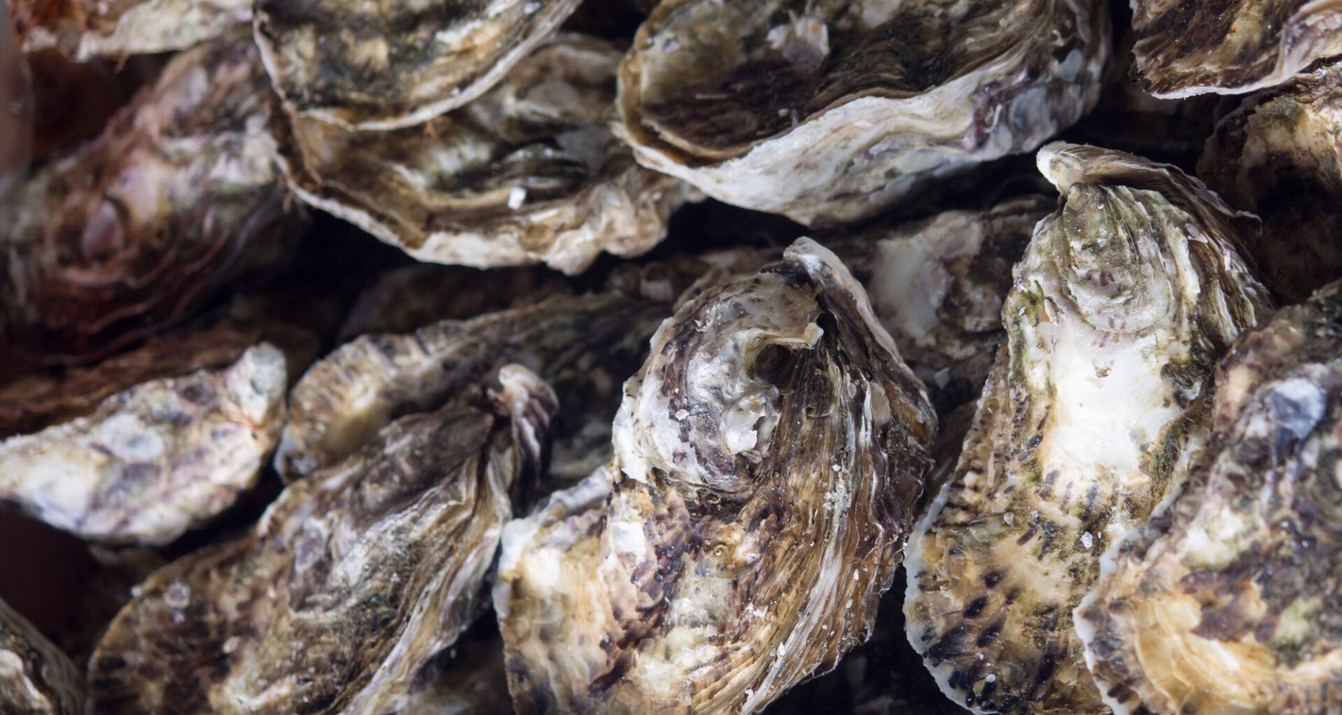FDA Extends Warning about Oysters to Pennsylvania