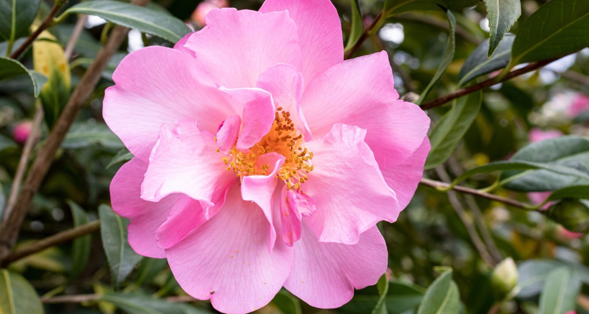 What To Expect at the 2026 Philadelphia Flower Show