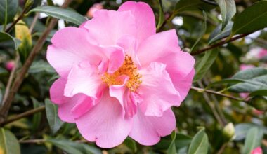 What To Expect at the 2026 Philadelphia Flower Show