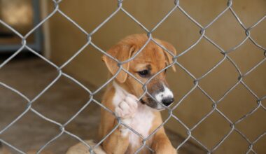 Emergency fosters needed after storm damages Delaware shelters – NBC10 Philadelphia