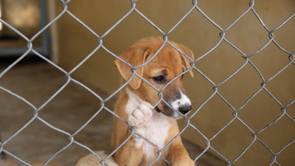 Emergency fosters needed after storm damages Delaware shelters – NBC10 Philadelphia