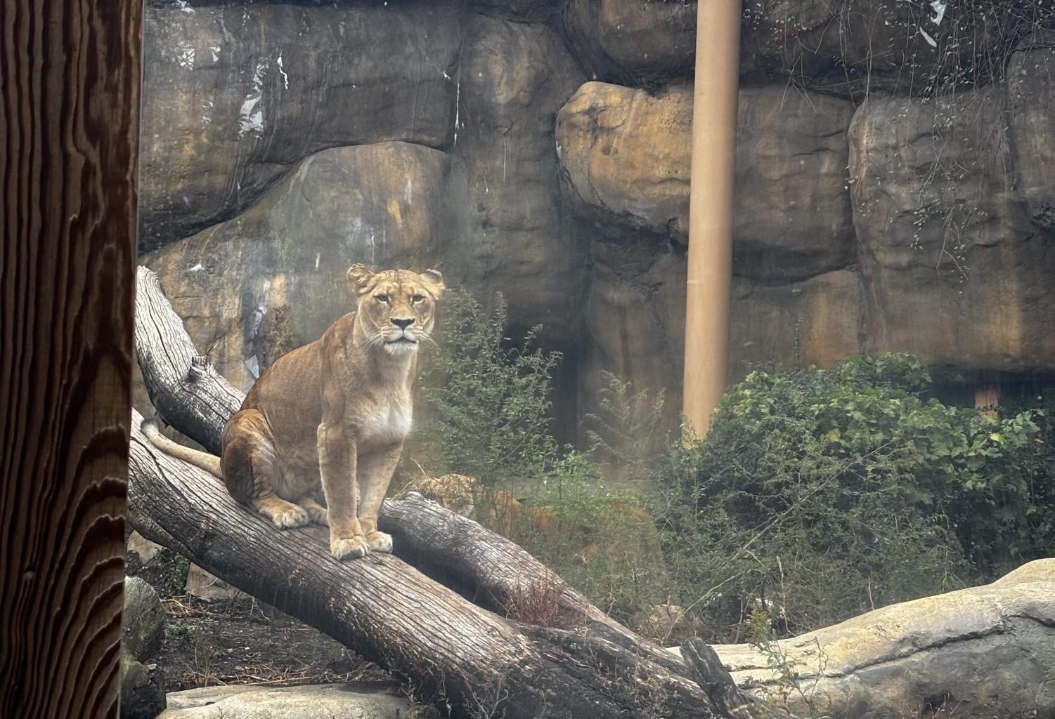 Taking a walk on the wild side at Erie’s Zoo – THE GANNON KNIGHT