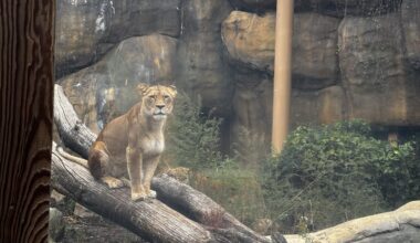 Taking a walk on the wild side at Erie’s Zoo – THE GANNON KNIGHT