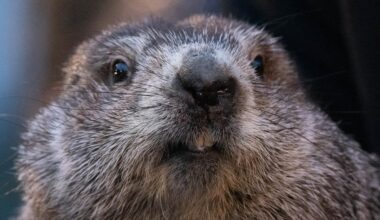 Groundhog Day puts Punxsutawney Phil’s forecast about winter’s length in the spotlight