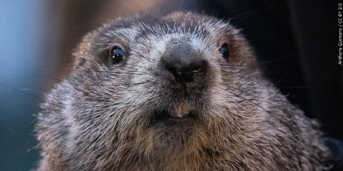 Groundhog Day puts Punxsutawney Phil’s forecast about winter’s length in the spotlight