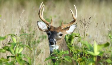 The most recent archery hunts in city parks culled 28% fewer deer than last year