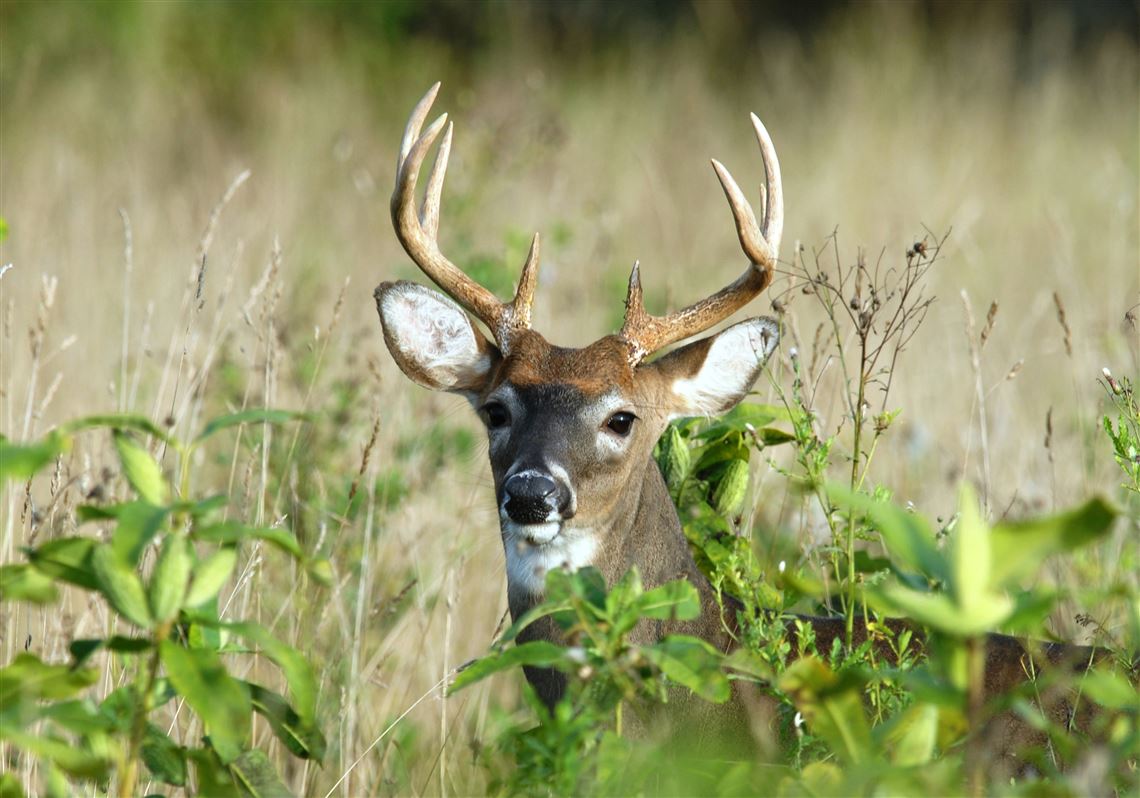 The most recent archery hunts in city parks culled 28% fewer deer than last year