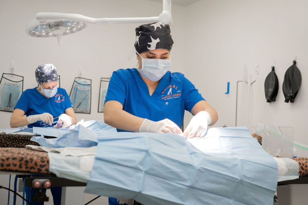 Animal Rescue League nominated for Dual Impact Champion Snippy Award