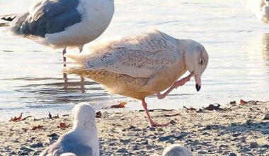 Berks birders find 244 species during 2025