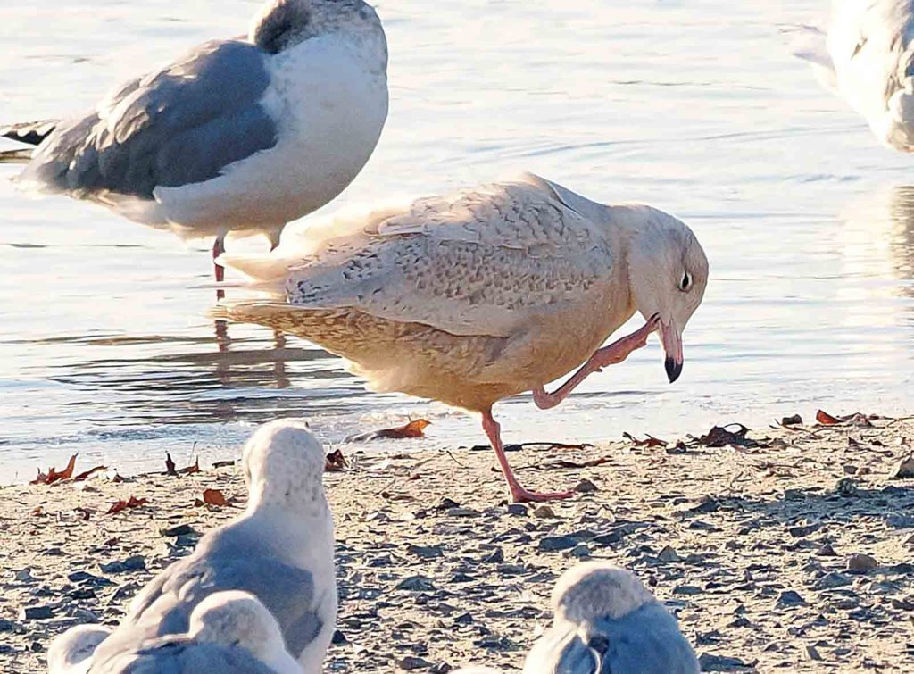 Berks birders find 244 species during 2025