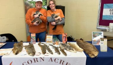 Something Dutch - Celebrating the Groundhog