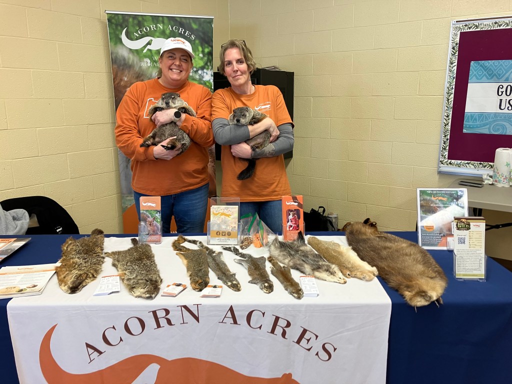 Something Dutch - Celebrating the Groundhog