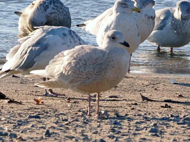 The Iceland gull is a rare visitor from the far North to Berks County at Blue Marsh Lake. (Courtesy of Russell Hoffman)