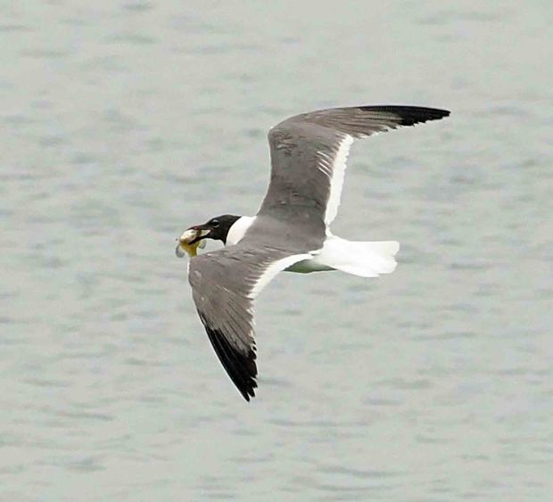 Although common along the Jersey shore, the laughing gull is a rare visitor to Berks at Blue Marsh Lake. )Courtesy of Russell Hoffman)