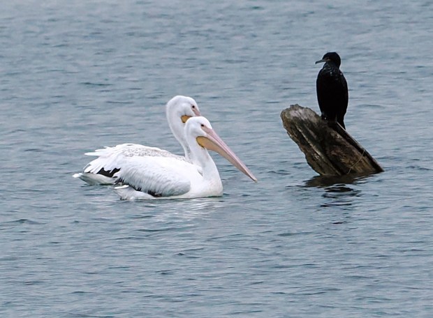 Two American white pelicans swim by a double-crested cormorant at Lake Ontelaunee. Five pelicans have made the lake their stopping-off place on June 10. (Courtesy of Russell Hoffman)