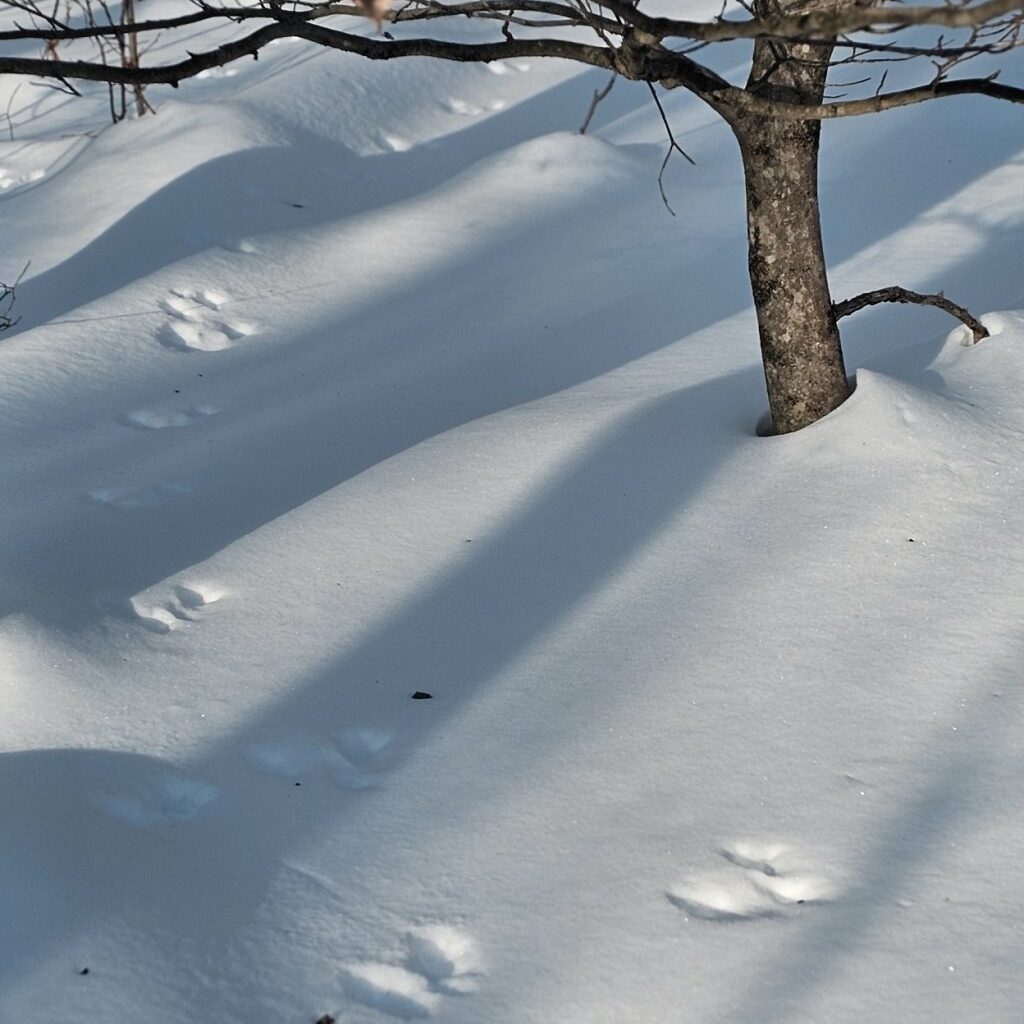 A beginner’s guide to animal tracks in Pennsylvania – Pottsville Republican Herald