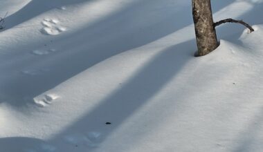 A beginner’s guide to animal tracks in Pennsylvania – Pottsville Republican Herald