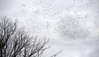 Northampton park closed after dead geese sightings in borough
