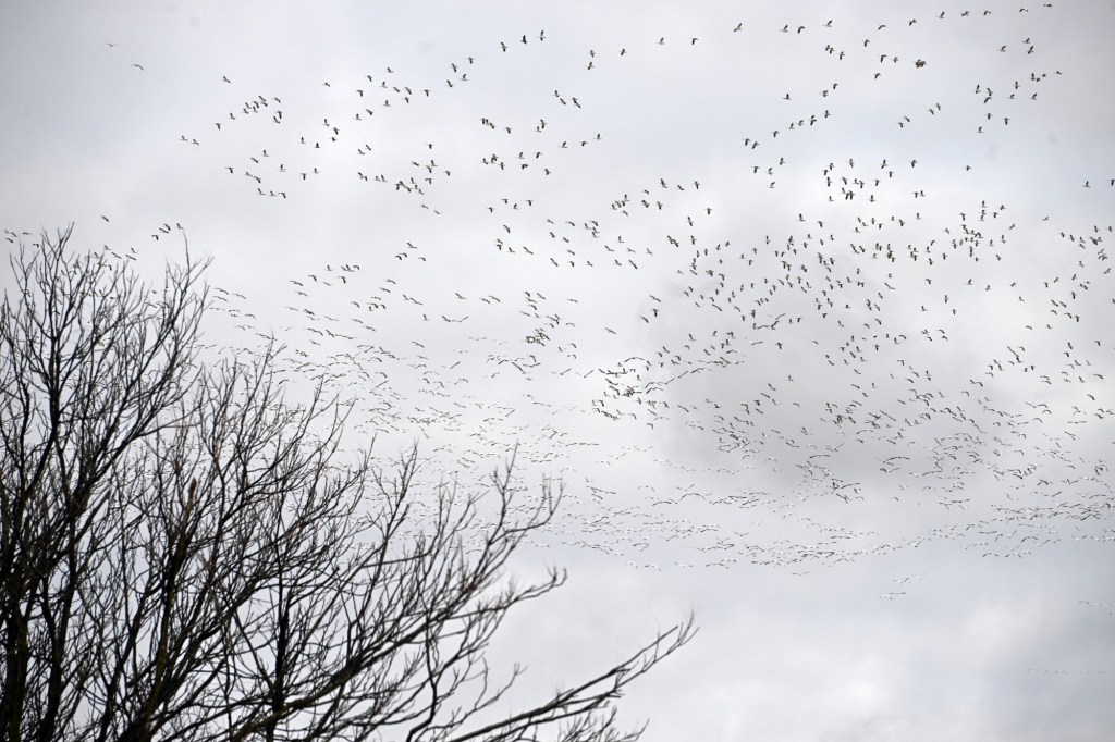 Northampton park closed after dead geese sightings in borough