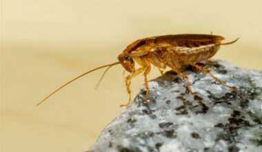 Cockroaches spread more than unease, with allergies, asthma and bacteria are major health risks