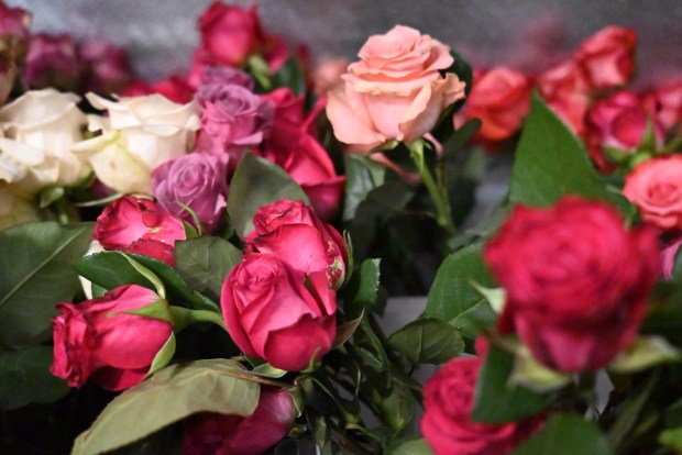 Flowers in the cooler at Central Park Flowers in Clarks Green on Thursday, Feb. 12, 2026. (REBECCA PARTICKA/STAFF PHOTOGRAPHER)