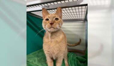 Pets of the Week sponsored by Dr. PAWS, February 8, 2026