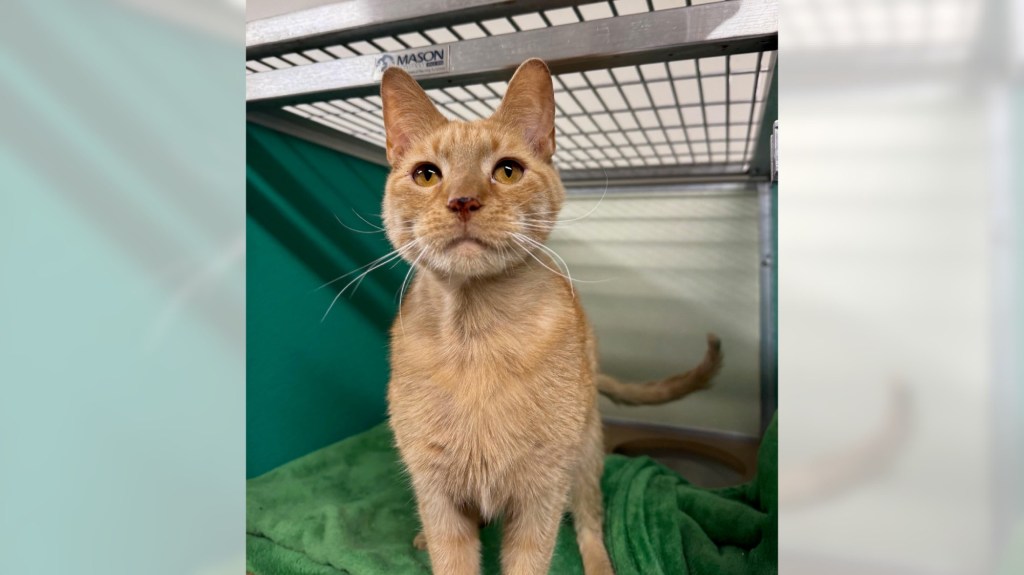 Pets of the Week sponsored by Dr. PAWS, February 8, 2026