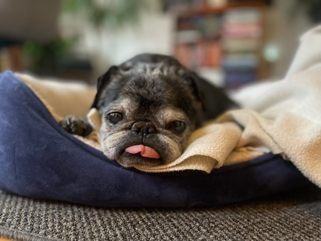 Maui was an elderly pug who belonged to Scott and...