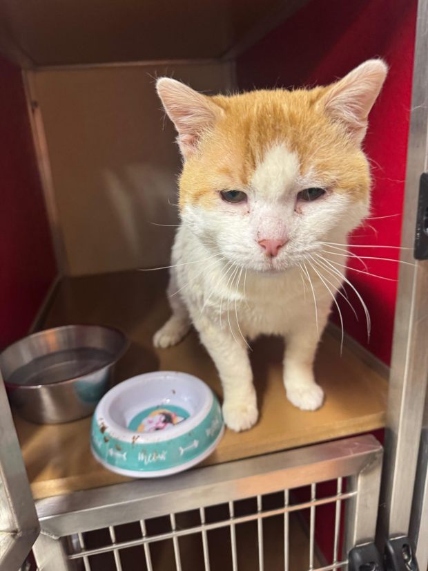 Gary is a 10-12-year-old charmer who had a terrible street life. He loves other cats and will follow you around like a dog. (COURTESY OF GRIFFIN POND ANIMAL SHELTER)