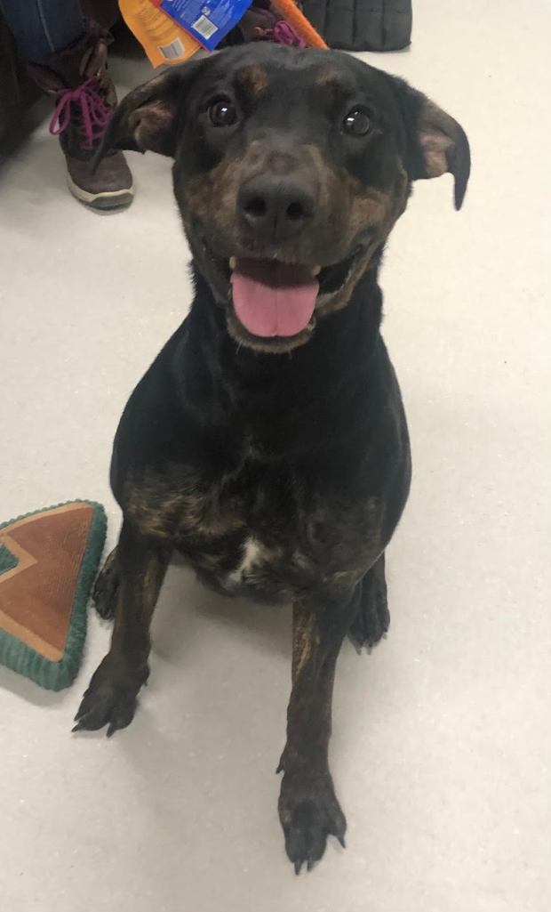 Shiloh is a 2-year-old, high-energy Doberman mix. She's looking for an active person or family who can give her plenty of exercise and mental enrichment. She has tested well with dogs and older kids but she does get excited and has a tendency to jump. (COURTESY OF GRIFFIN POND ANIMAL SHELTER)