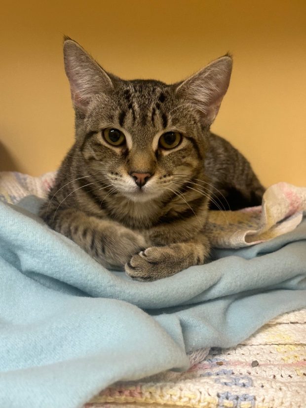 Nine-month-old Aries is good-natured and previously lived with other cats. (COURTESY OF GRIFFIN POND ANIMAL SHELTER)