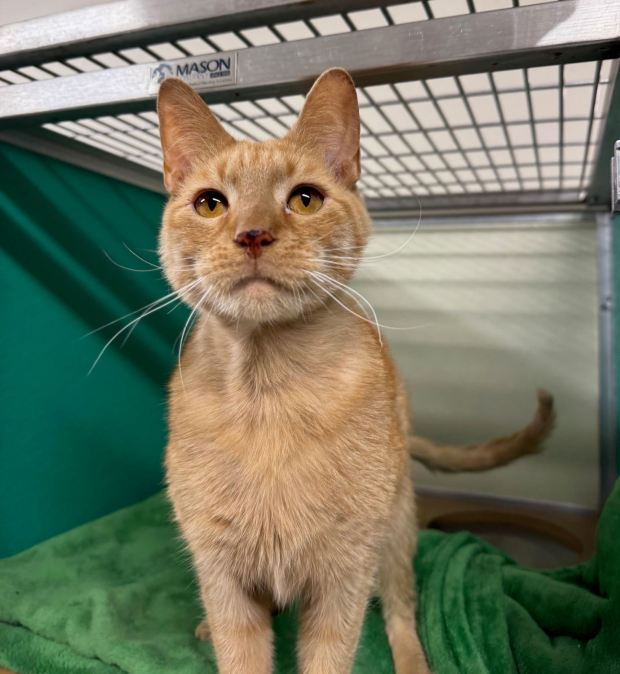 Henry the 2nd is a 6-year-old orange creamsicle boy -- a typical sweet, orange male tabby. (COURTESY GRIFFIN POND ANIMAL SHELTER)