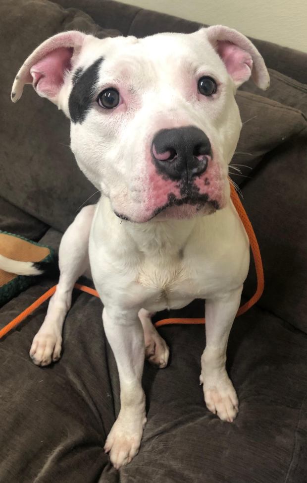 Cove is a sweet 60-pound pit bull who previously lived with children and has tested well with other dogs. His adoption fee is fully sponsored. (COURTESY GRIFFIN POND ANIMAL SHELTER)